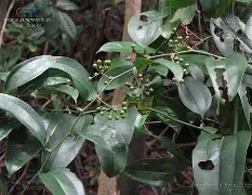 m?熘葜狉-庺Q焵鞜?Ef?|?Kr(卺卺燹蓣是什么意思)-LOL竞猜赛事